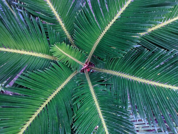 Natural leaf background of cycas javana plant