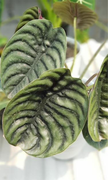 Natural leaf flowers garden