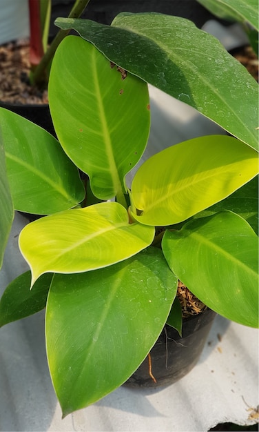 Natural leaf flowers garden