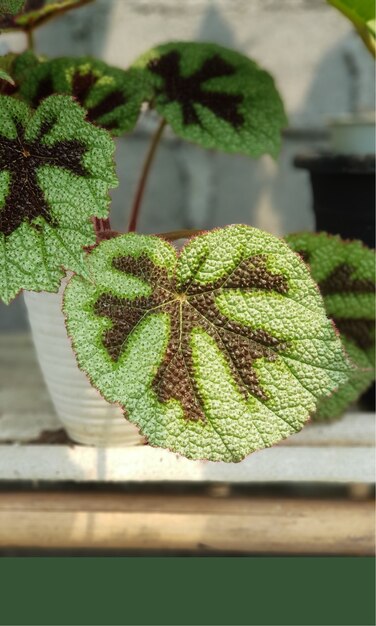 Natural leaf flowers garden