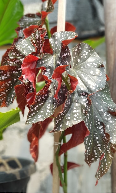 自然の葉の花の庭