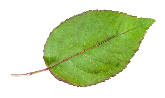 Natural leaf of garden rose plant isolated