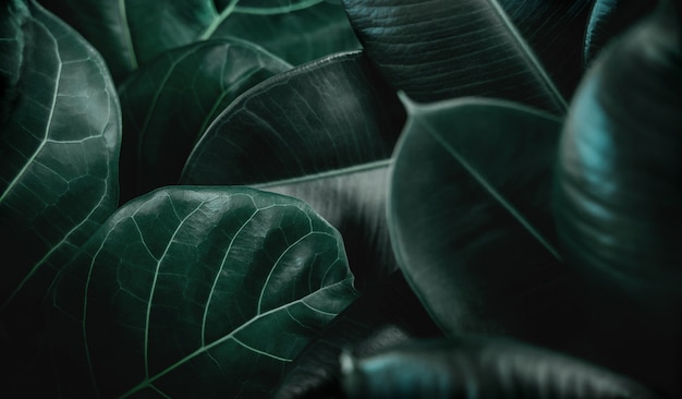 Естественная предпосылка текстуры листьев. Крупный план зеленой смоквы Fiddle, фикуса Lyrata и фикуса Elastica или поверхности листьев каучукового растения. Вид сверху