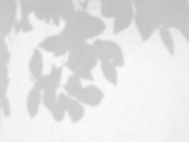 写真 写真のモックアップ製品の白い壁の背景オーバーレイ効果に自然の葉の影のオーバーレイ