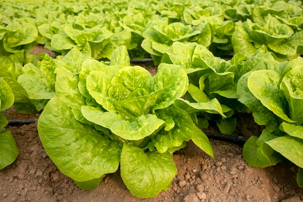 Natural lettuce grown in greenhouse Organic agriculture Izmir Turkey