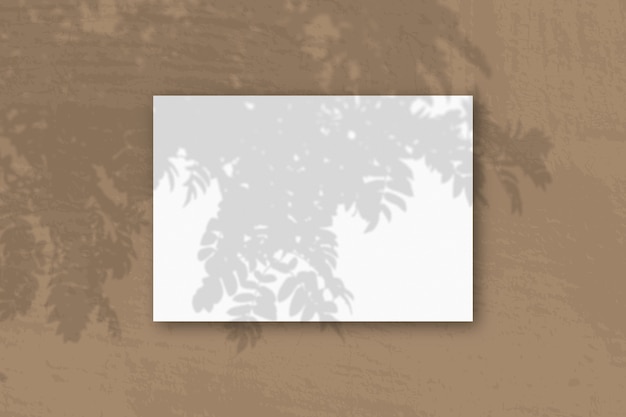 写真 自然光がナナカマドの枝から白いテクスチャ紙の水平a4シートに影を落とします