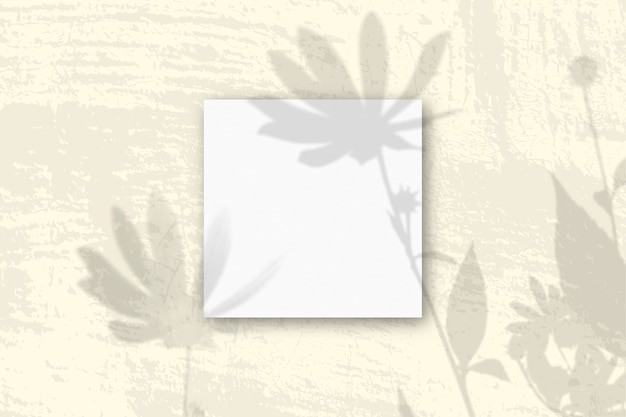 Photo natural light casts shadows from an jerusalem artichoke flowers on 3 square sheets of white textured paper