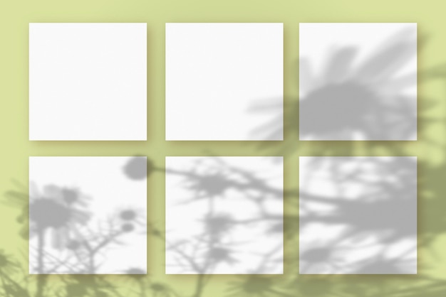 Естественный свет отбрасывает тени от растения на квадратные листы белой фактурной бумаги, лежащие на зеленом
