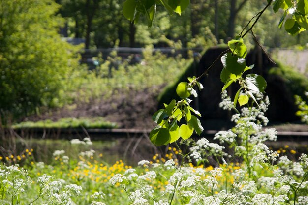 Foto sembra naturale in den haag, in olanda