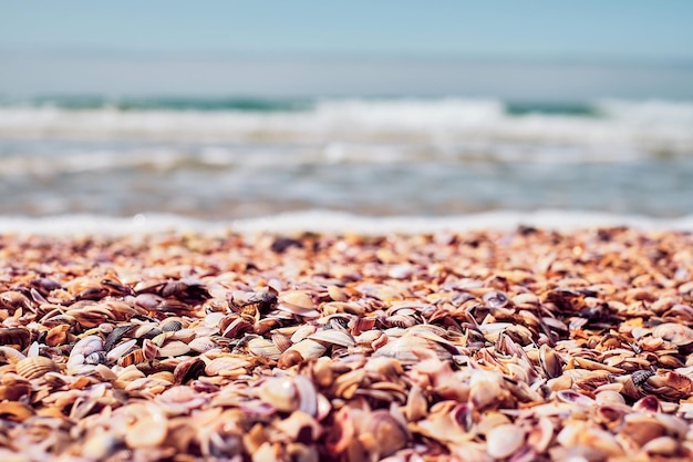 Natural marine background Seashells on the beach near the sea closeup selective focus Seaside holiday background