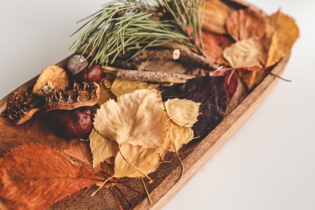 Natural materials for exploring the world leaves pine chestnuts closeup