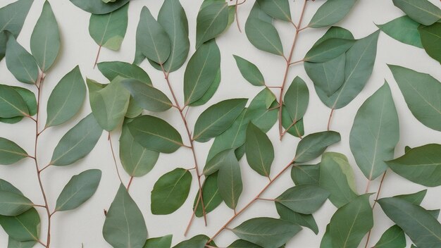 Photo natural materials style with leaves of eucalyptus on a light fabris background