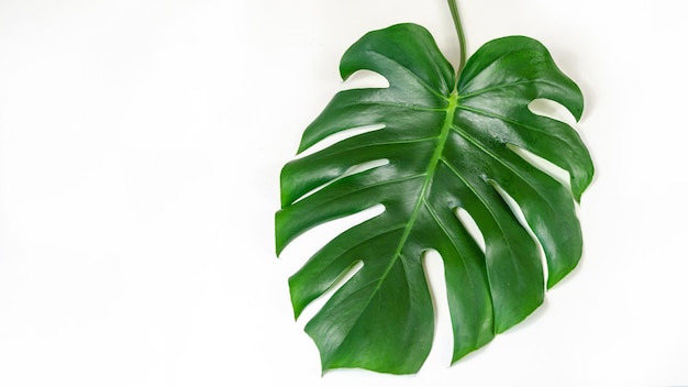 Natural monstera leaf closeup Natural background for presentation space for text monstera leaf isolated on white background