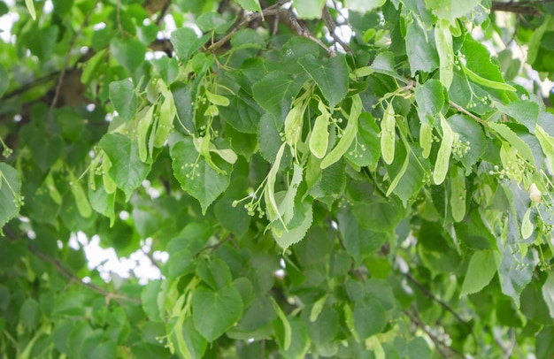 Natural natural background, clusters of flowers of heart-shaped linden, European, small-leaved linden, flowering of small-leaved linden.