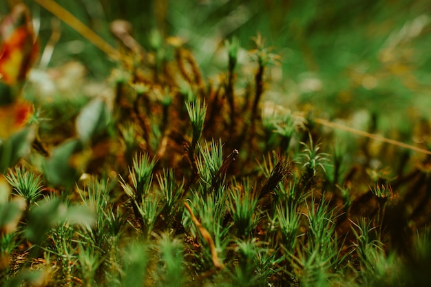 沼の自然な自然の背景の苔と小さな草