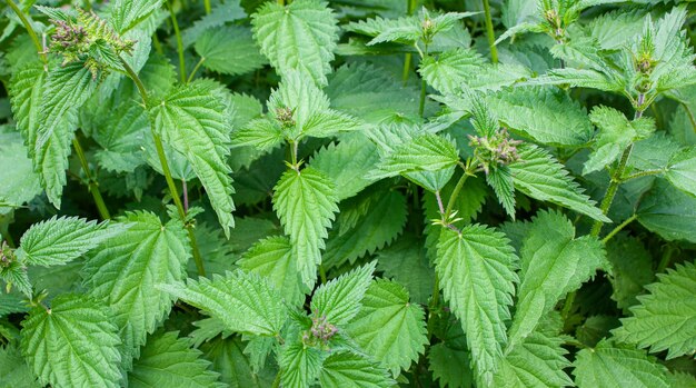 Natural nettle leaves Nettle bushes Nettle wild plant