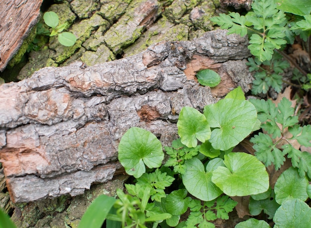 Natural Old Tree Bark Pieces with Young Green Plant. Spring and New Life Concept