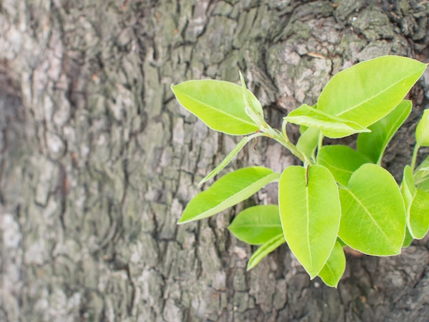 젊은 녹색 식물을 가진 자연적인 오래 된 나무 껍질. 봄과 새 생명 개념
