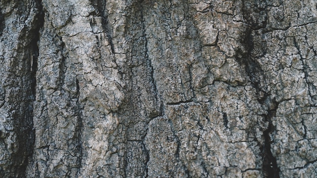 Vecchia struttura in legno naturale