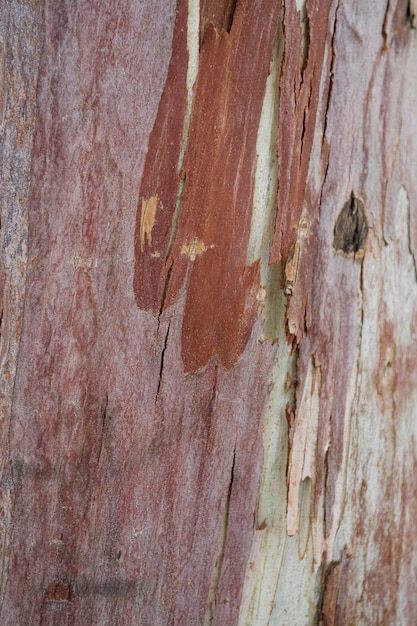 natural original wooden background in closeup