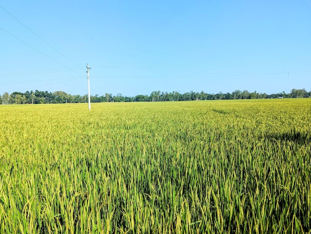 Natural paddy field with sunny day