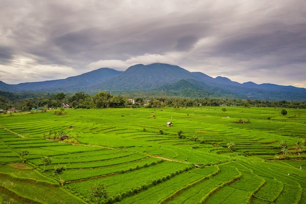 인도네시아 Bengkulu Utara의 녹색 논과 산 잎의 창공의 자연 파노라마