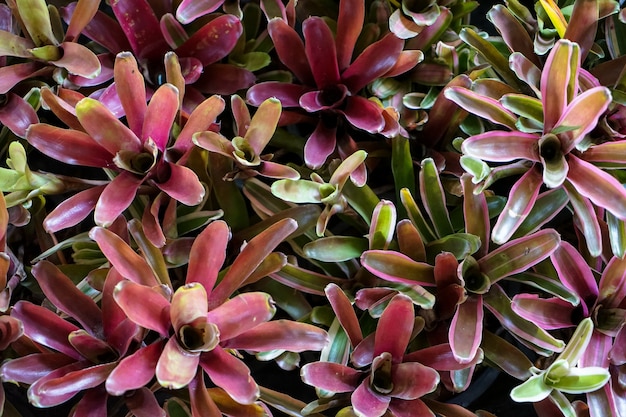 Foto fondo naturale del modello della pianta di fasciata di aechmea nel colore pastello porpora