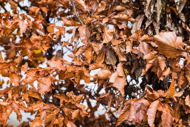 Natural pattern background of brown plants