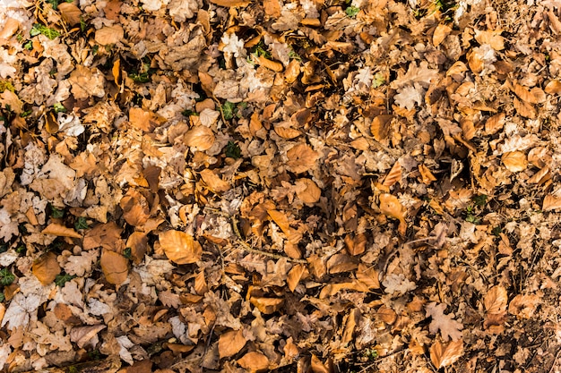 Fondo naturale del modello delle piante marroni