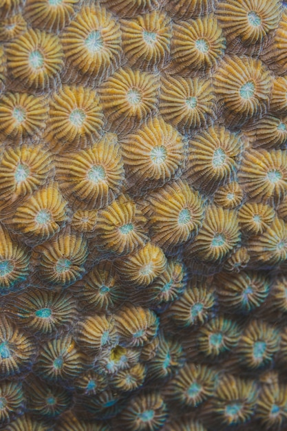 Natural pattern background reef