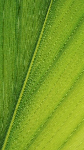 Natural pattern of curcuma leaf