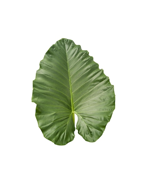 Natural pattern of green bon (elephant ear) leaves. Isolated. White background. Copy Space.