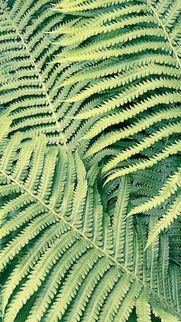 Natural pattern made from green fern leaves.