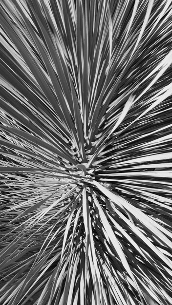 Photo natural pattern shot of palm leaf