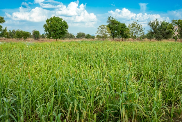 Campo di miglio naturale perlato