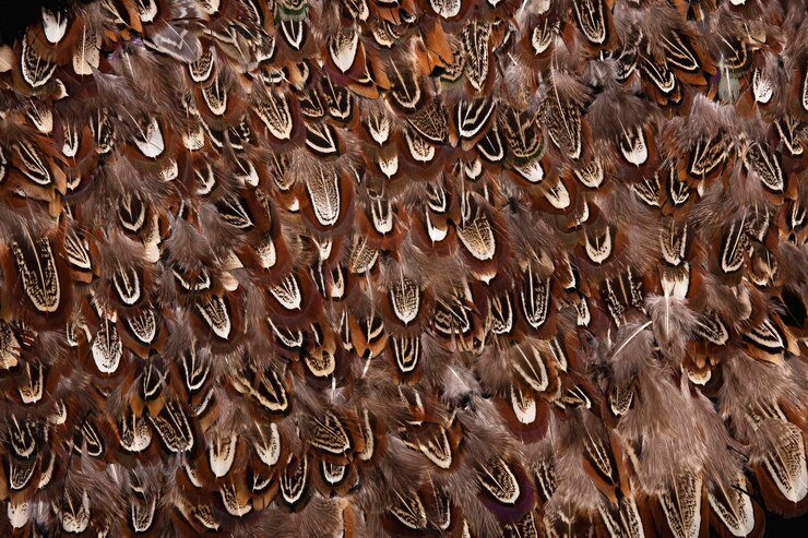 Photo natural pheasant feathers, feather pattern, abstract background, textile, textures