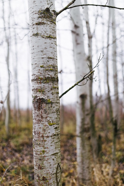 Natural photo background with a poplar tree