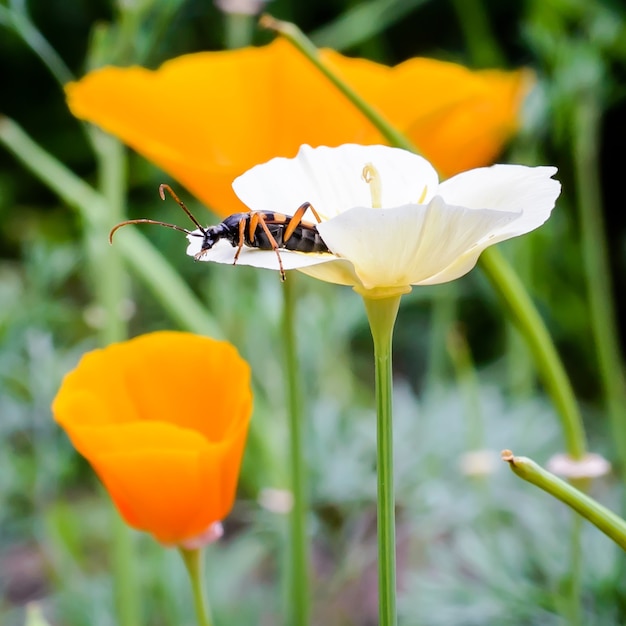 Immagine naturale: lo scarabeo si siede sul petalo del fiore bianco eshsholtsiya