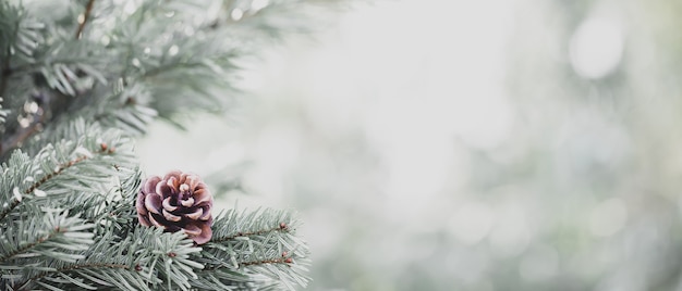 Natural pine tree covered with snow