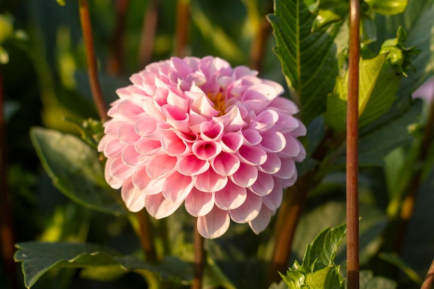 Natural pink dahlia flower on a green background closeup