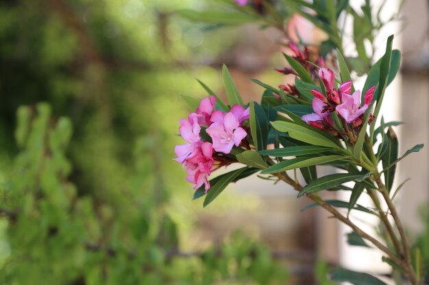 ナチュラルピンクのバラの花畑アースカラー夏の光無料写真