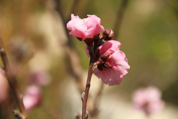 Природные розовые розы цветочное поле землистых цветов свет летнего сезона
