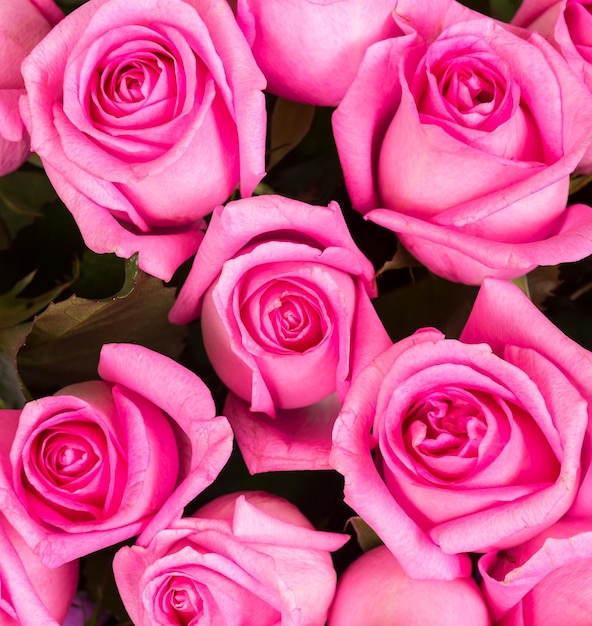 Natural pink roses