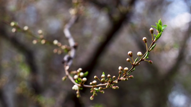 natural plant background and texture