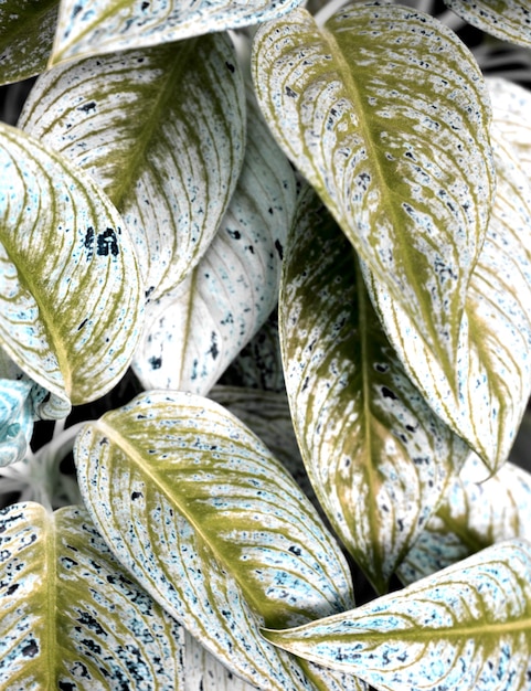 Photo natural plant leaf foliage gold silver colors texture background beautiful residential aglaonema