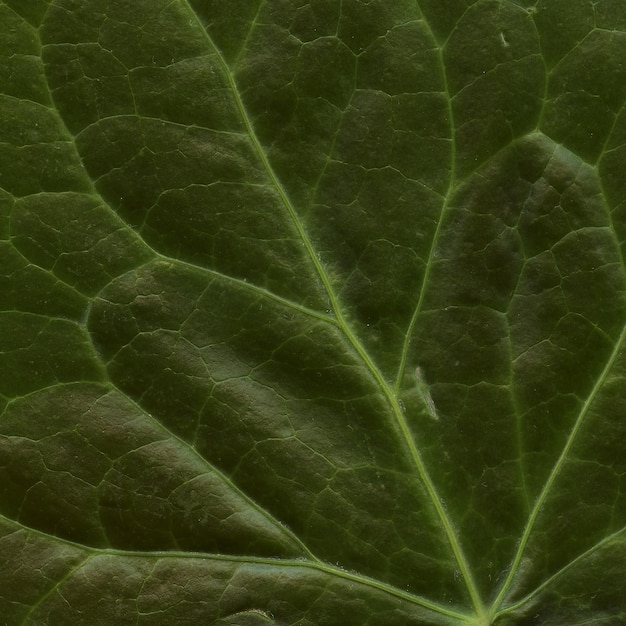 Photo natural plant leaves pattern high detailed  background