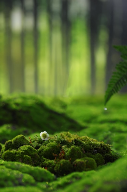 Natural plants as background to display products A mossy forest floor with a white flower on it