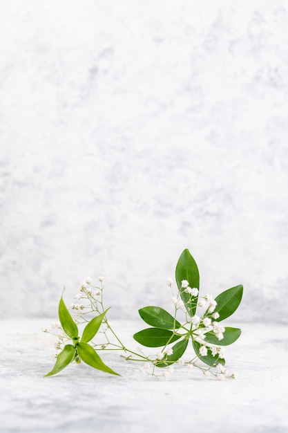 Photo natural plants on a light background