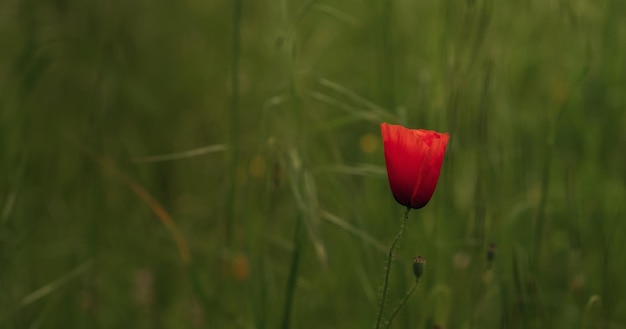 Natural poppy and green grass in the field at sunrise