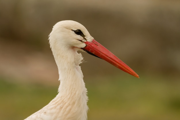 Natural profile of a elegant stork